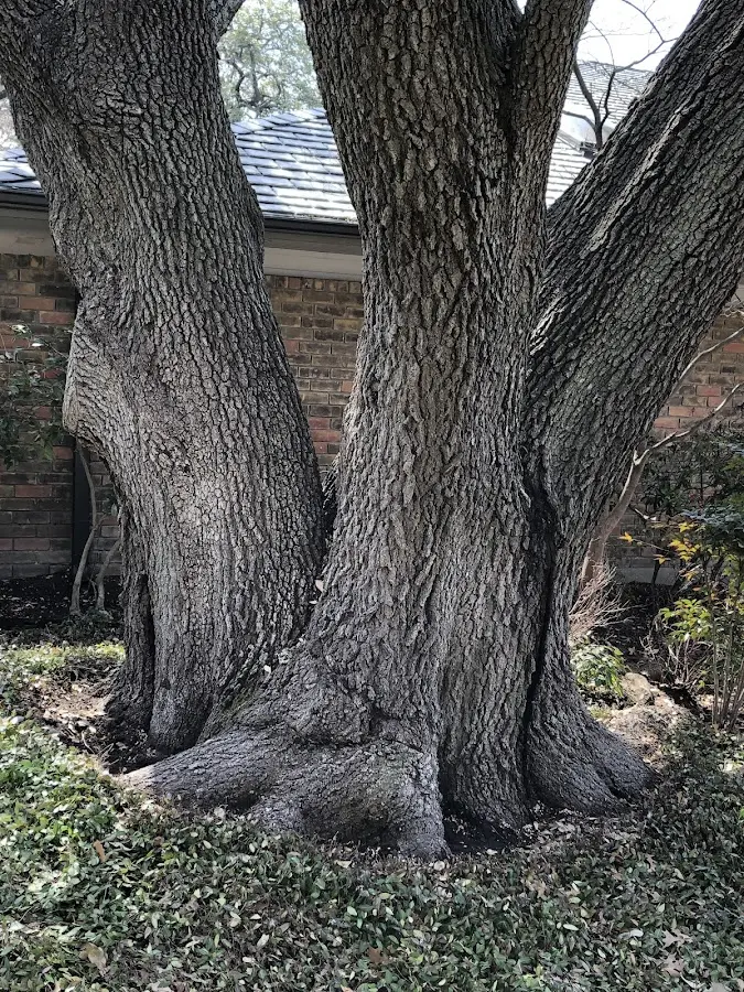 Mature heritage tree close to a Alder Creek property cared for by certified arborists
